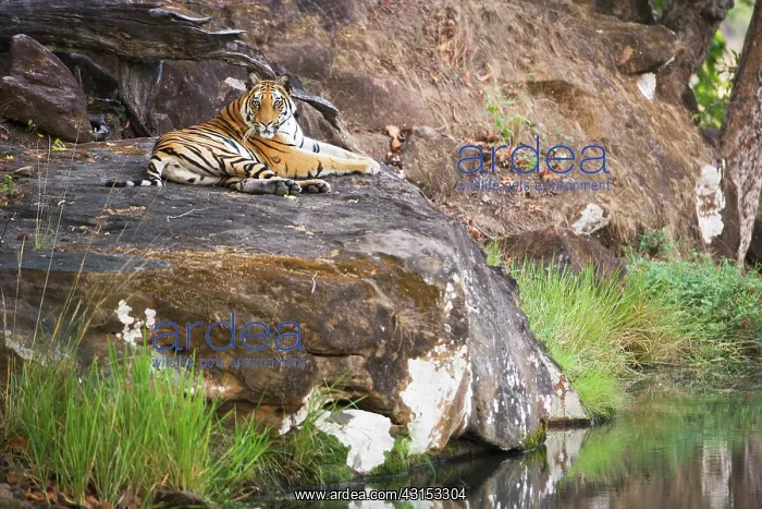: Bengal Tiger : Bengal Tiger
