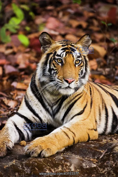 : Bengal Tiger : Bengal Tiger