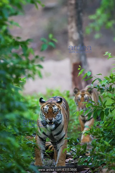 : Bengal Tiger : Bengal Tiger