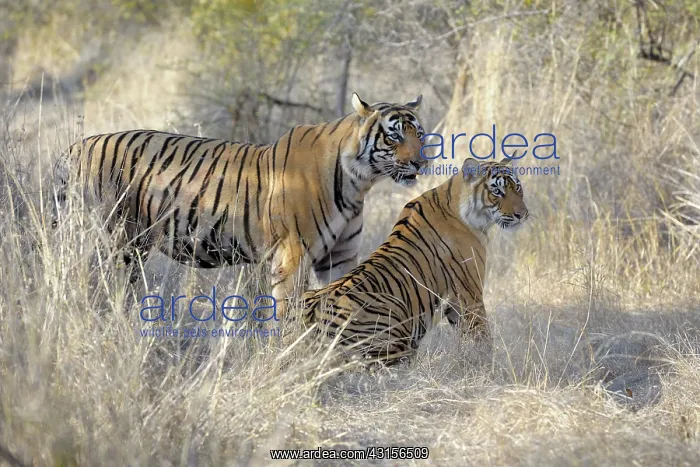 : Bengal Tiger : Bengal Tiger