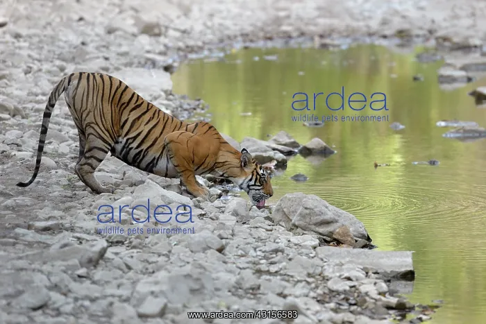 : Bengal Tiger : Bengal Tiger