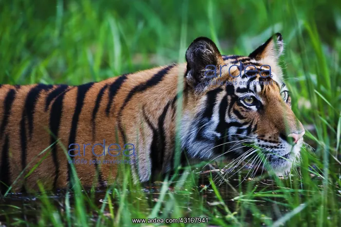 : Bengal Tiger : Bengal Tiger