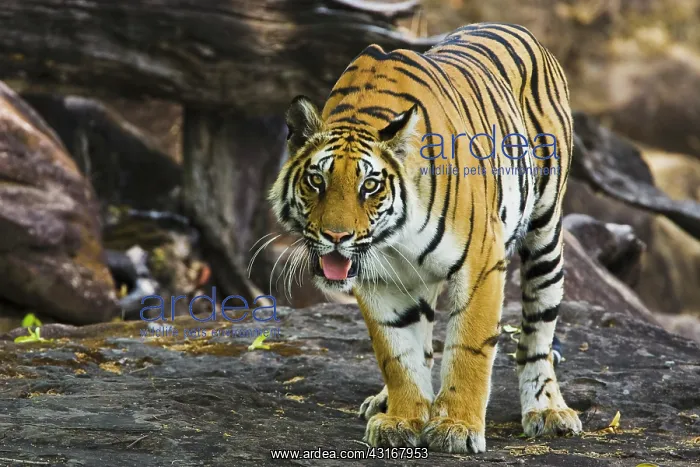 : Bengal Tiger : Bengal Tiger