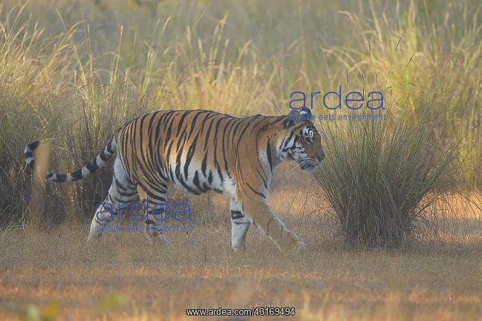: Bengal Tiger : Bengal Tiger