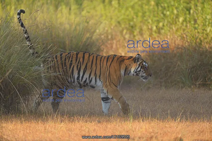 : Bengal Tiger : Bengal Tiger
