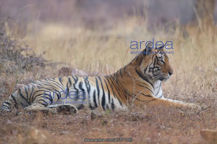 : Bengal Tiger : Bengal Tiger