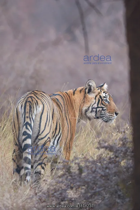 : Bengal Tiger : Bengal Tiger