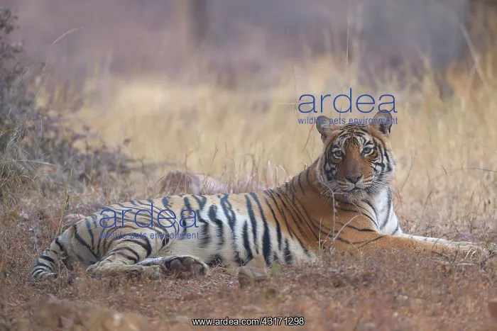 : Bengal Tiger : Bengal Tiger