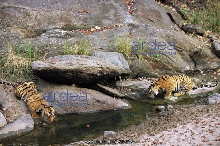 : Bengal Tiger : Bengal Tiger