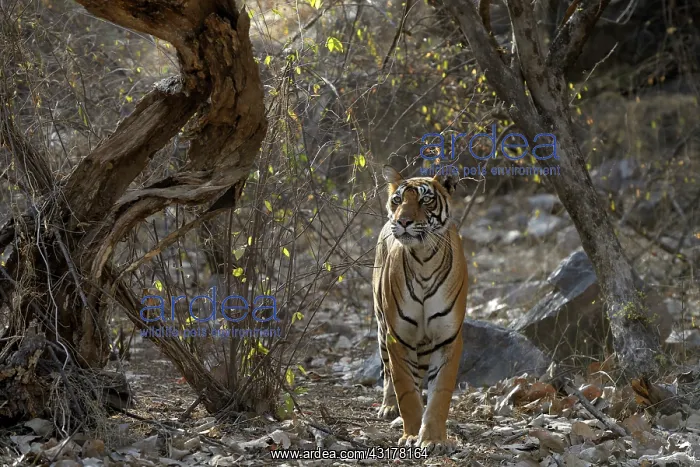 : Bengal Tiger : Bengal Tiger
