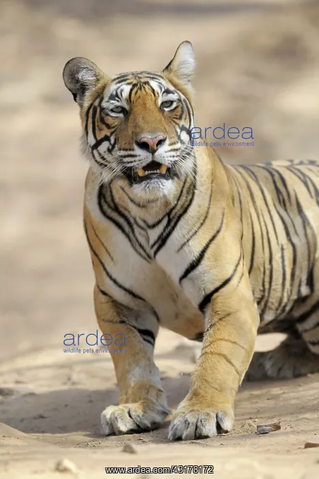 : Bengal Tiger : Bengal Tiger