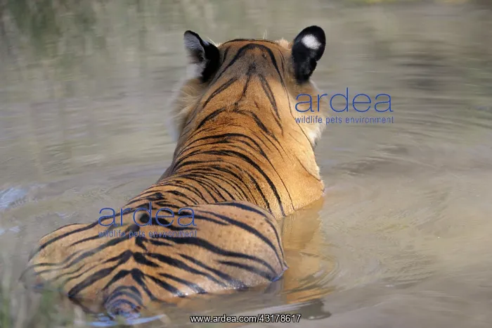 : Bengal Tiger : Bengal Tiger