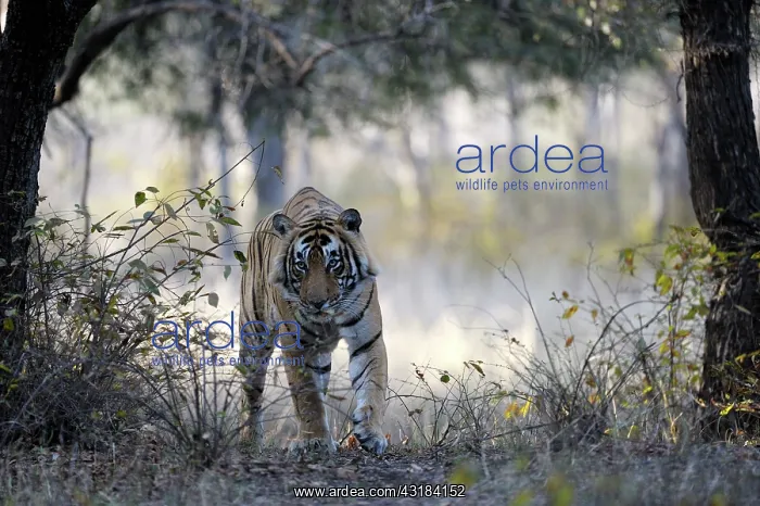 : Bengal Tiger : Bengal Tiger