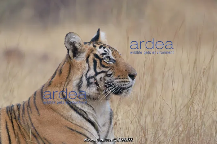 : Bengal Tiger : Bengal Tiger