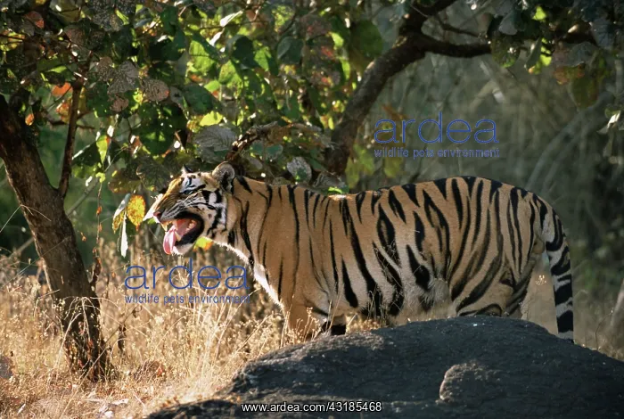 : Bengal Tiger : Bengal Tiger
