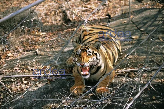 : Bengal Tiger : Bengal Tiger
