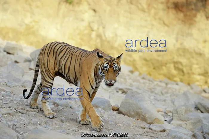 : Bengal Tiger : Bengal Tiger