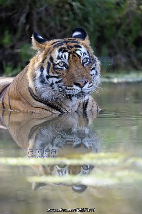 : Bengal Tiger : Bengal Tiger