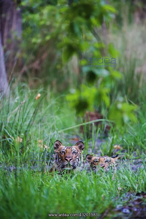 : Bengal Tiger : Bengal Tiger