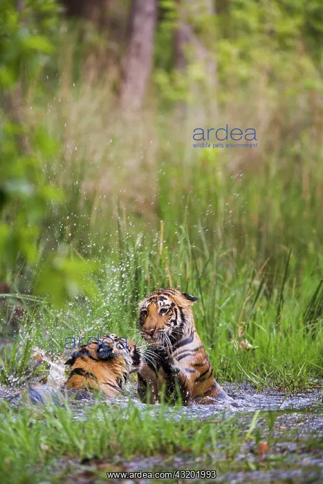  : Bengal Tiger