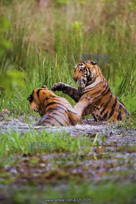 : Bengal Tiger : Bengal Tiger
