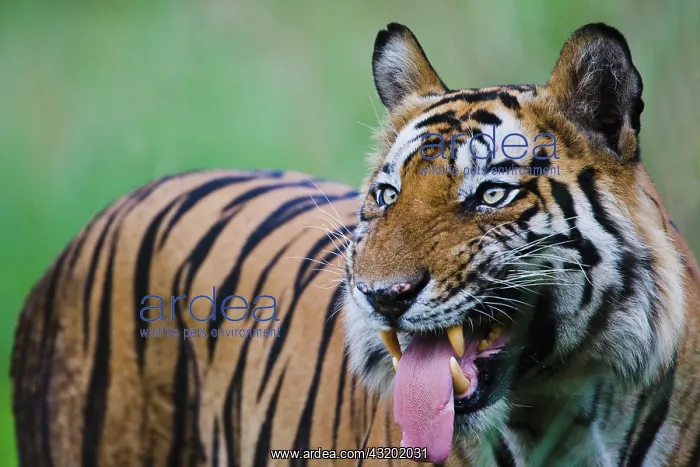 : Bengal Tiger : Bengal Tiger