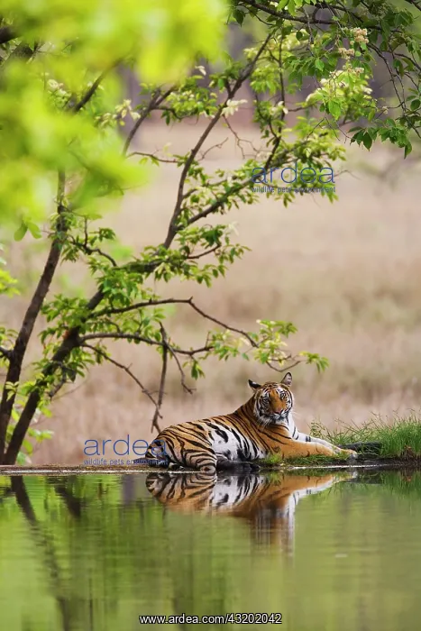 : Bengal Tiger : Bengal Tiger