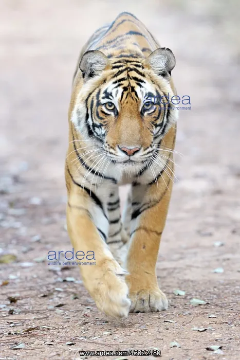 : Bengal Tiger : Bengal Tiger