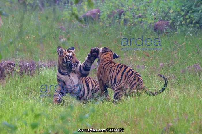 : Bengal Tiger : Bengal Tiger