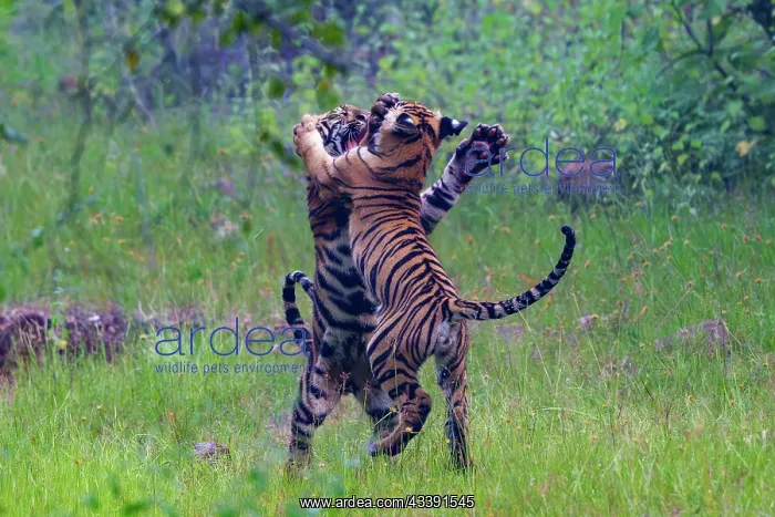 : Bengal Tiger : Bengal Tiger