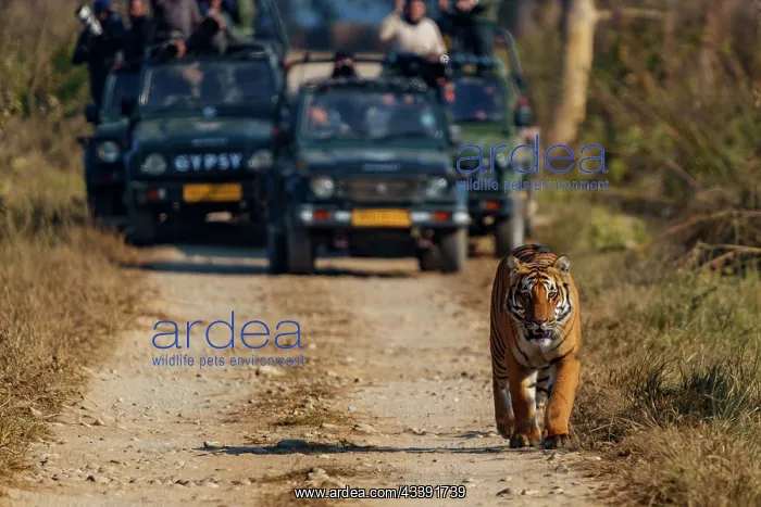 : BENGAL TIGER : BENGAL TIGER