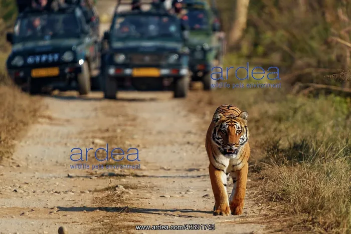 : BENGAL TIGER : BENGAL TIGER