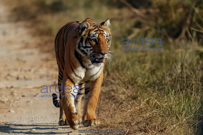 : BENGAL TIGER : BENGAL TIGER