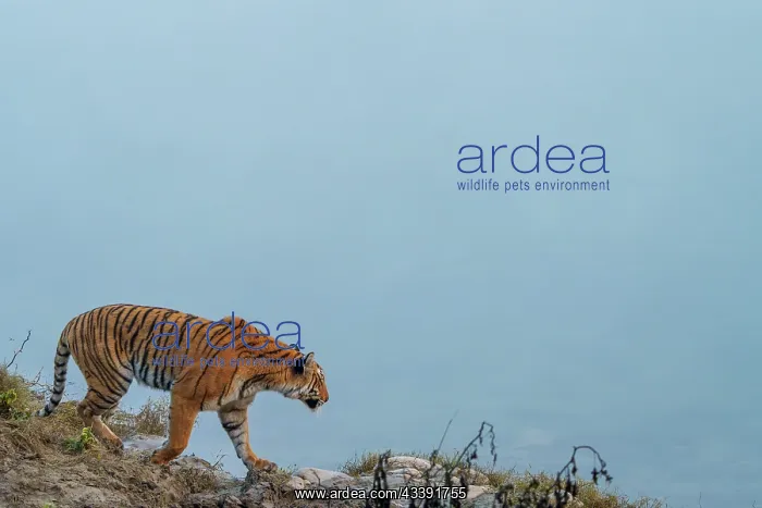  : BENGAL TIGER