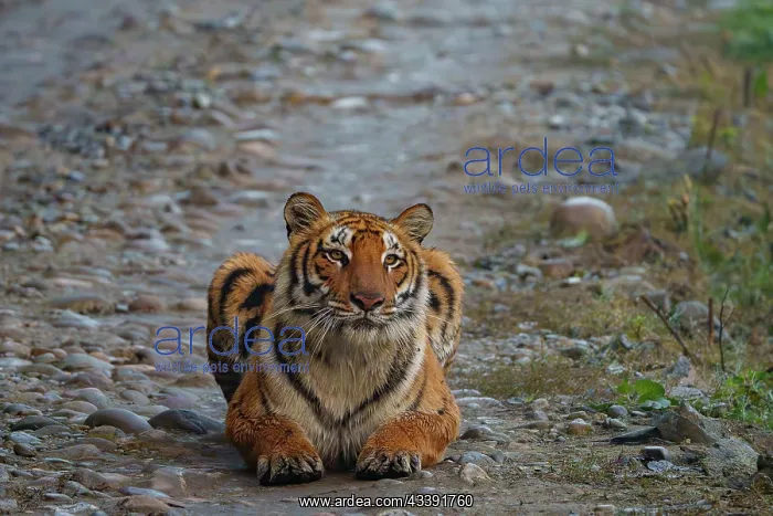  : BENGAL TIGER