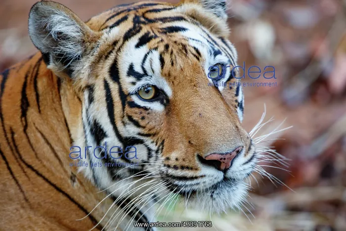 : Bengal Tiger : Bengal Tiger