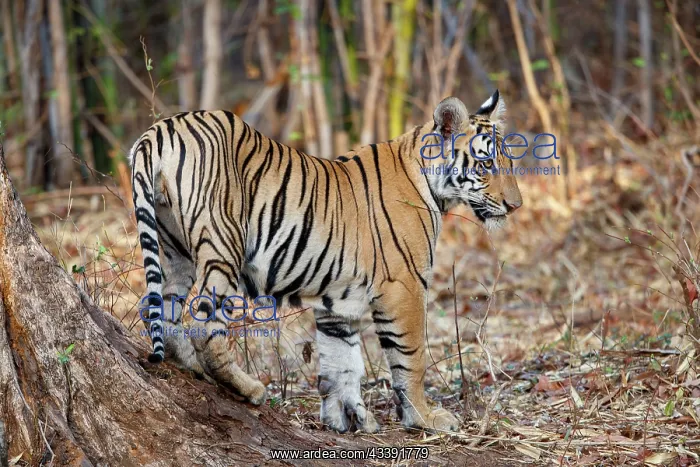 : Bengal Tiger : Bengal Tiger