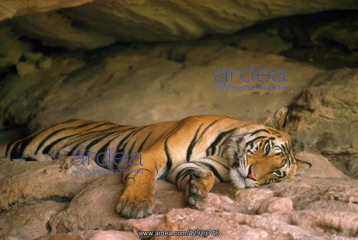 : Bengal TIGER - In cave : Bengal TIGER - In cave