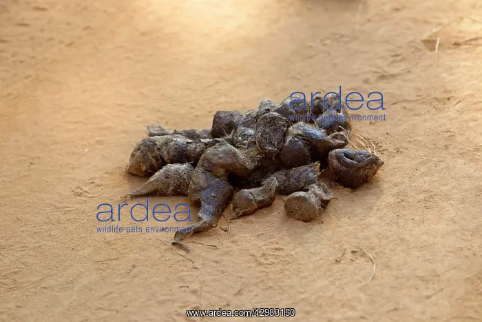 : Bengal Tiger - droppings : Bengal Tiger - droppings