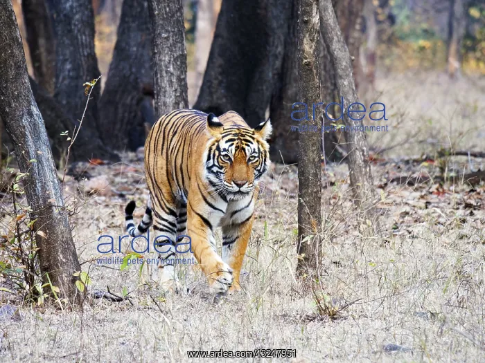 : Bengal Tiger - female Noor walking through forest : Bengal Tiger - female Noor walking through forest