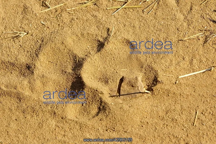 : Bengal Tiger - footprints : Bengal Tiger - footprints