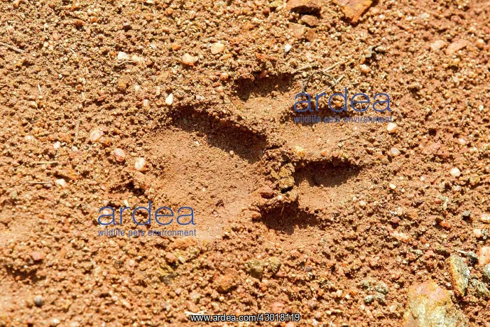 : Bengal Tiger footprints : Bengal Tiger footprints