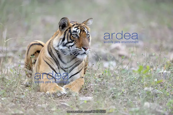 : Bengal Tiger lying in grass : Bengal Tiger lying in grass
