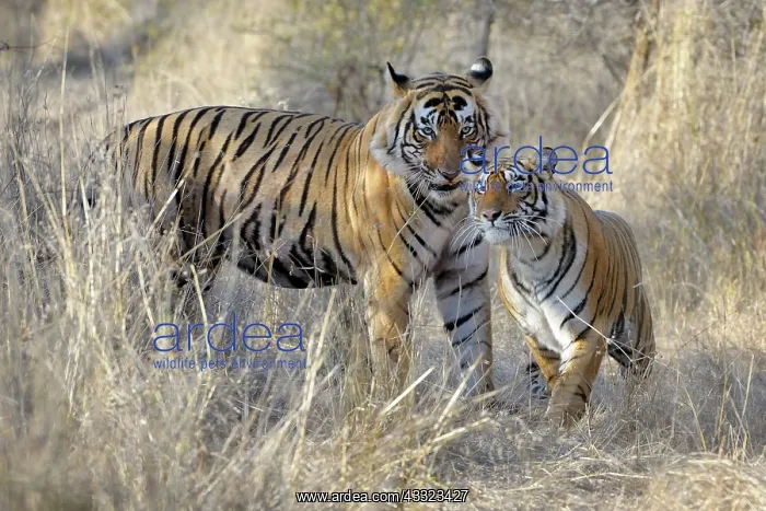 : Bengal Tiger male and female greeting : Bengal Tiger male and female greeting