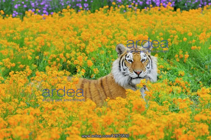 : Bengal Tiger - in orange mustard flowers : Bengal Tiger - in orange mustard flowers