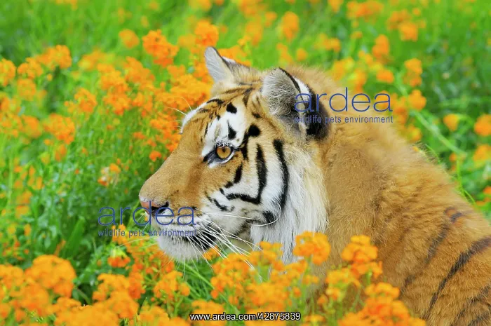 : Bengal Tiger - in orange mustard flowers : Bengal Tiger - in orange mustard flowers