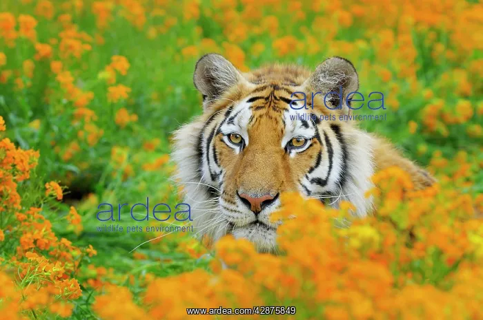 : Bengal Tiger - in orange mustard flowers : Bengal Tiger - in orange mustard flowers