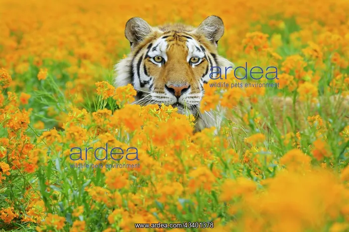 : Bengal Tiger - in orange mustard flowers : Bengal Tiger - in orange mustard flowers