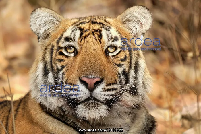 : Bengal Tiger (Panthera tigris), portrait, Ranthambore : Bengal Tiger (Panthera tigris), portrait, Ranthambore