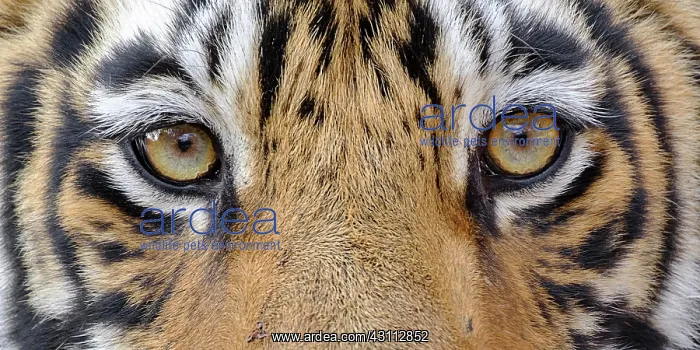 : Bengal Tiger (Panthera tigris), close up of the : Bengal Tiger (Panthera tigris), close up of the